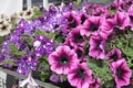 Petunias,colorful petunia flower Petunia hybrida. Floral pattern. Spring and summer flowers petunia background texture. Royalty Free Stock Photo