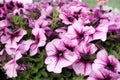 Petunias,colorful petunia flower Petunia hybrida. Floral pattern. Spring and summer flowers petunia background texture. Royalty Free Stock Photo