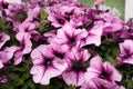 Petunias,colorful petunia flower Petunia hybrida. Floral pattern. Spring and summer flowers petunia background texture. Royalty Free Stock Photo