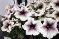 Petunias,colorful petunia flower Petunia hybrida. Floral pattern. Spring and summer flowers petunia background texture. Royalty Free Stock Photo