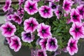 Petunias, colorful petunia flower Petunia hybrida. Flowers petunia background texture, pattern.