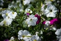 Petunias flower bed.