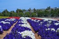 Petunias Flower Field