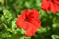 Petunias flowers Royalty Free Stock Photo