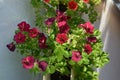 Petunias grow in flower garden on the balcony. Beautiful plants with abundant flowering, vibrant flowers. Top view