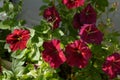 Petunias grow in flower garden on the balcony. Popular plant with abundant flowering, vibrant flowers Royalty Free Stock Photo