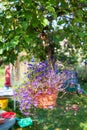 Petunias in hanging brown pot, basket with flowers in on apple tree in garden Royalty Free Stock Photo