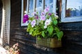 Petunias in hanging container Royalty Free Stock Photo