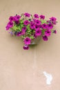 Petunias on a old wall Royalty Free Stock Photo