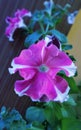 Full blooming colourful petunia flower image
