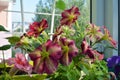 Petunias - one of most popular summer plants, flowering throughout summer.