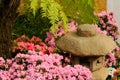 Petunias pink rose, Yellow daffodil,pansies, snapdragon and marigold, beautiful flower green grass background black white Royalty Free Stock Photo