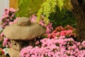 Petunias pink rose, Yellow daffodil,pansies, snapdragon and marigold, beautiful flower green grass background black white Royalty Free Stock Photo