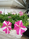 Petunias plants multumim colours versatile