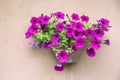 Petunias on the wall