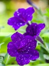 Petunie Royalty Free Stock Photo