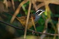 Peucaea ruficauda - Stripe-headed Sparrow breeds from Mexico including the transverse ranges Cordillera Neovolcanica to Pacific
