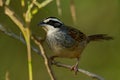 Peucaea ruficauda - Stripe-headed Sparrow breeds from Mexico including the transverse ranges Cordillera Neovolcanica to Pacific
