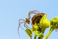 Peucetia Madagascariensi