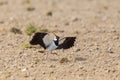 Pewit vanellus vanellus landing with spread wings on agricultural field