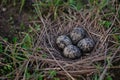 Pewits eggs Royalty Free Stock Photo