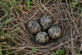 Pewits eggs Royalty Free Stock Photo