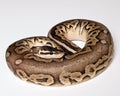 Pewter Ball Python Royalty Free Stock Photo