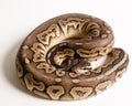 Pewter Ball Python Royalty Free Stock Photo
