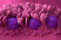 Peyer`s Patches lymphoid-tissue in the human body part of the immune system 3d illustration isometric view Royalty Free Stock Photo