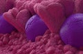 Peyer`s Patches lymphoid-tissue in the human body part of the immune system 3d illustration close-up Royalty Free Stock Photo