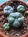 Peyote Buttons in a pot