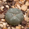 Peyote cactus