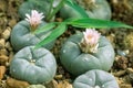 Peyote cactus in flower