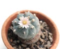 Peyote flower