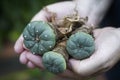 Peyote Lophophora williamsii: Hallucinogenic and magical plant of south america, drug