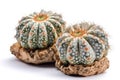 Peyote Lophophora Williamsii On White Background. Generative AI