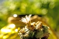 Peyote, ritual cactus with flower
