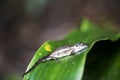 Peyrieras` pygmy chameleon, Brookesia peyrierasi, in the rainforest of Madagascar Royalty Free Stock Photo