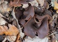 Peziza badia mushroom fungus. Aka Bay cup. Leathery brown, if you touch it gently a vast amount of spores fly out. Royalty Free Stock Photo