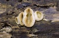 Peziza domiciliana, commonly known as the domicile cup fungus Royalty Free Stock Photo