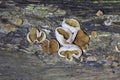 Peziza domiciliana, commonly known as the domicile cup fungus, is a species of fungus in the genus Peziza Royalty Free Stock Photo