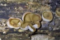 Peziza domiciliana, commonly known as the domicile cup fungus, is a species of fungus in the genus Peziza,