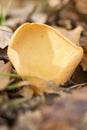 Peziza mushroom ,macro