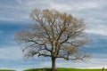 Big tree on a green hill in Pfaeffikon in Switzerland Royalty Free Stock Photo