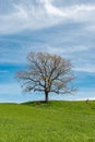 Big tree on a green hill in Pfaeffikon in Switzerland Royalty Free Stock Photo