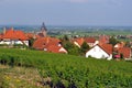 Pfalz wine region - Burrweiler