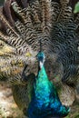 Peacock tourqoise Peacock with erect feathers in Bukhara Uzbekistan Royalty Free Stock Photo