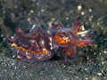 Pfeffer's flamboyant cuttlefish Royalty Free Stock Photo