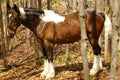 Pferd Horse Royalty Free Stock Photo