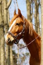 Pferd.Horse Royalty Free Stock Photo
